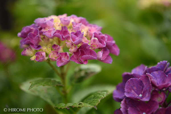 幕山公園の紫陽花