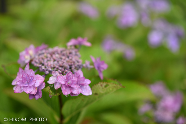 幕山公園の紫陽花