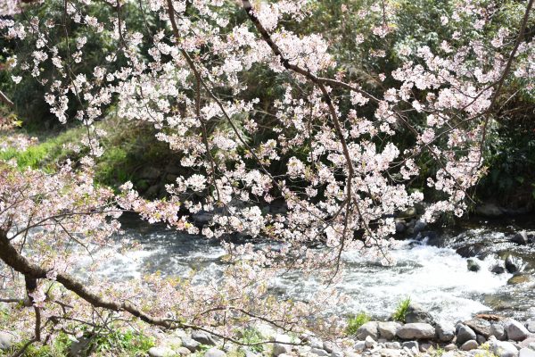 千歳川の桜2020